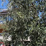 Linea Mare Apartment