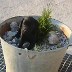 Kuca Za Odmor Lana