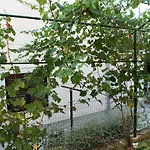 Studio Novigrad 2536B
