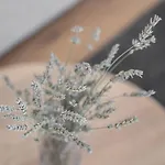 Olea