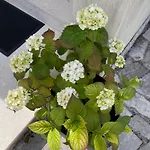 Apartmani Darko