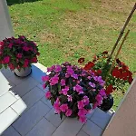 Apartmani Danica