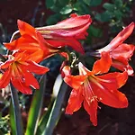 Flower Garden Rhapsody - Modern Family Apartments Near Fazana