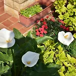 Flower Garden Rhapsody - Modern Family Apartments Near Fazana