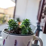 Apartment Pifar