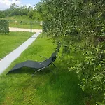 Olea