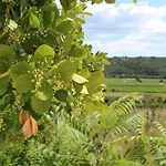 Vila Flora